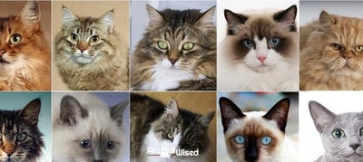 Most Popular Breeds Cats