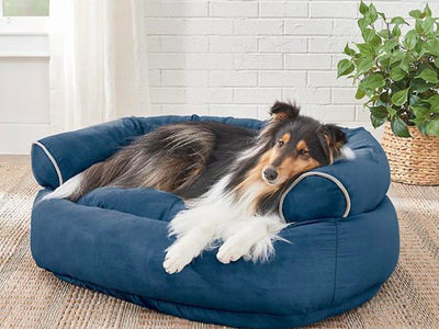 What type of bed is best for dogs?