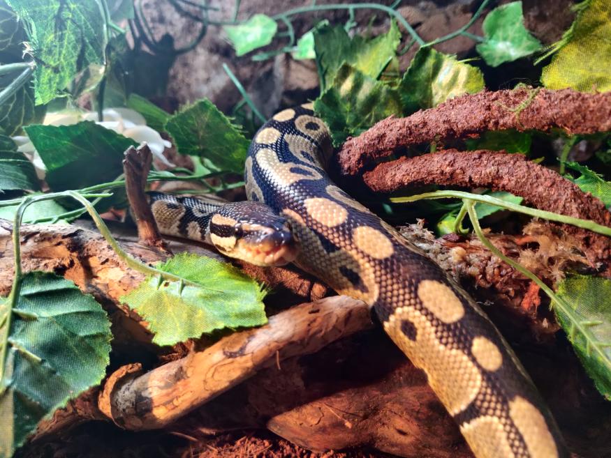 Can i use a regular light bulb for my ball python?