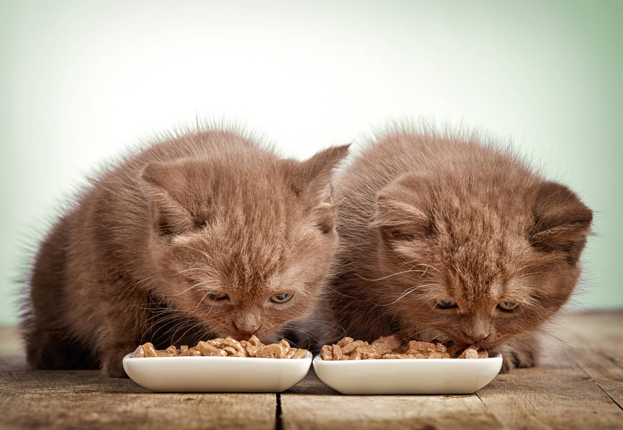 Top 10 Best Wet Cat Foods in 2022