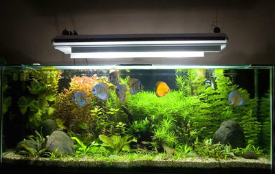 Which Light is Best for Aquarium?