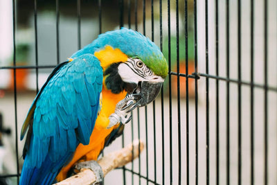 How Big of a Cage Do I Need for a Macaw?