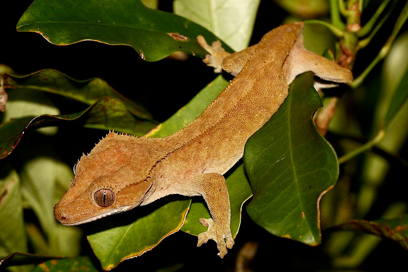 The Ultimate Guide to Feeding Your Crested Gecko: Everything You Need to Know About Gecko Food