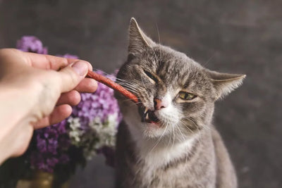 Do Cat Dental Treats Really Work?