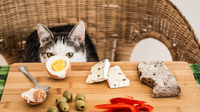 What is the best food for cats