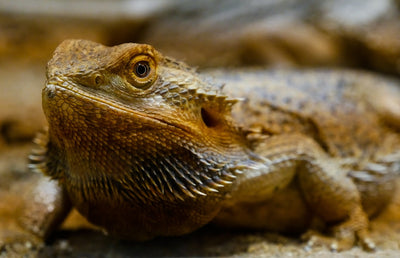 What Do Bearded Dragons Eat?