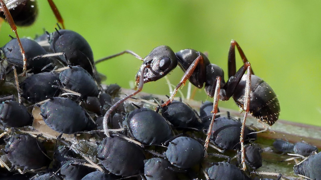 Discovering the World Inside an Ant Nest