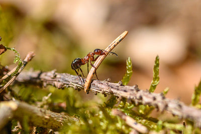 A Beginner's Guide to Ant Farm Kit - Everything You Need to Know