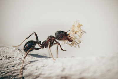 All You Need to Know About Messor Barbarus Ants