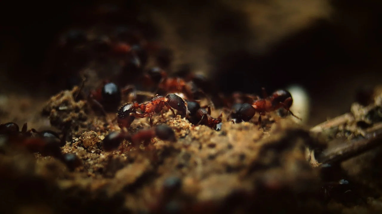 How to Make an Ant Farm: A Fun Activity for Kids