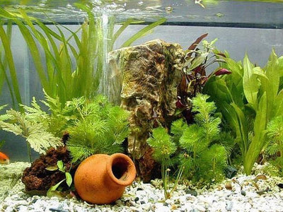 How to decorate a fish tank?