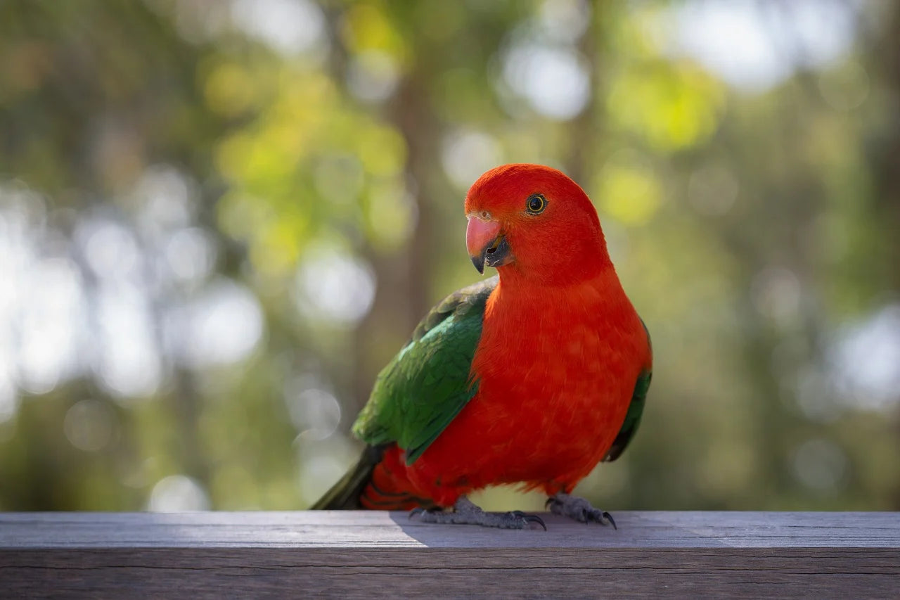 What Does Your Feathered Friend Like to Eat? A Guide to Bird Feeding