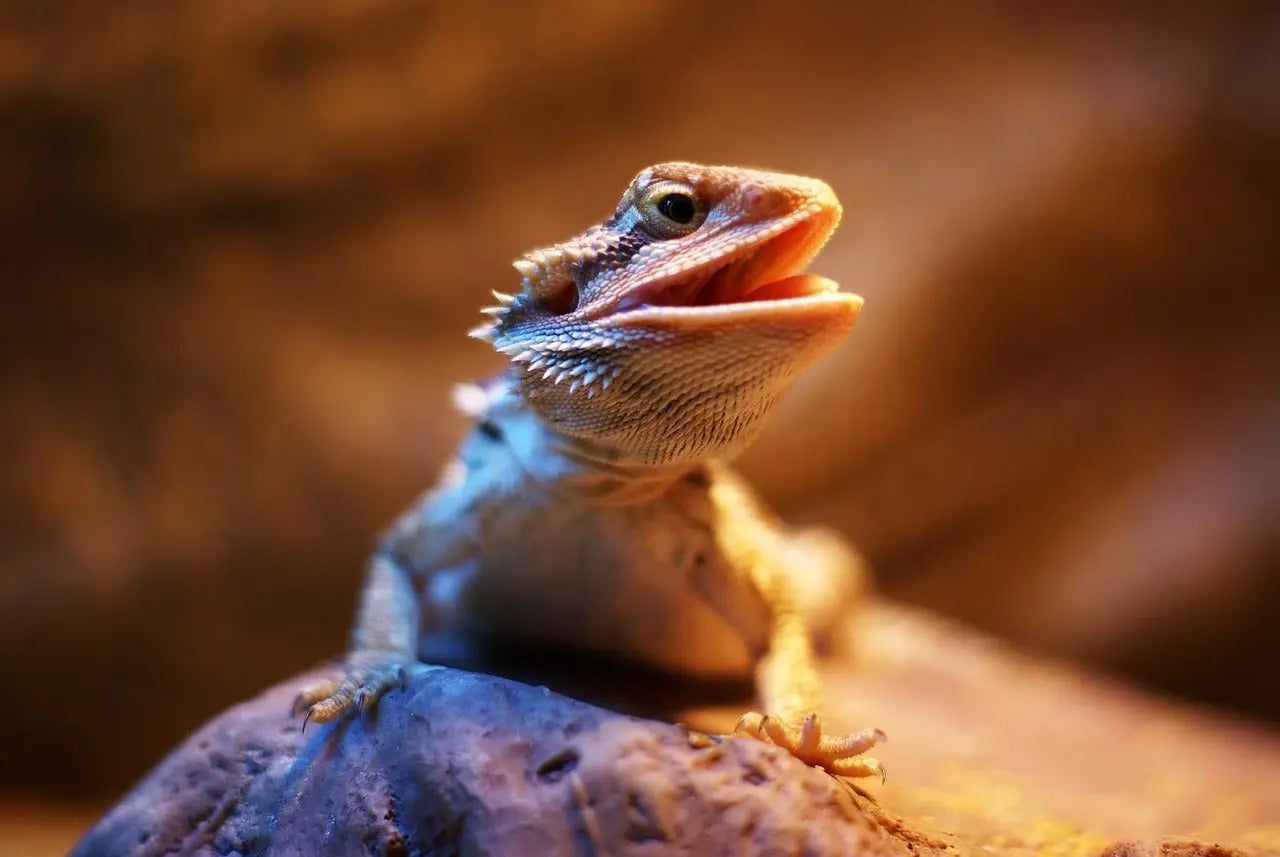 Essential-Guide-to-Bearded-Dragon-UV-Light Talis Us