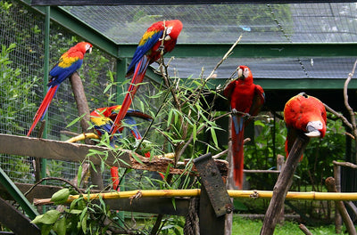 Large Bird Cage