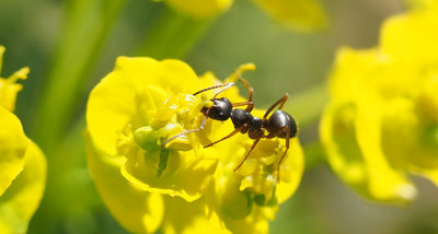 DIY Ant Farms: Step-by-Step Guide to Creating an Enclosed Habitat for Your Ants