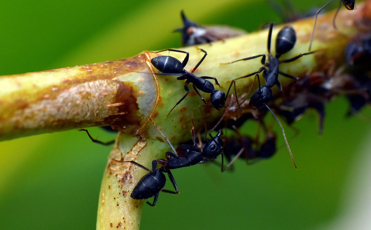 How Long Do Ants Live in an Ant Farm?