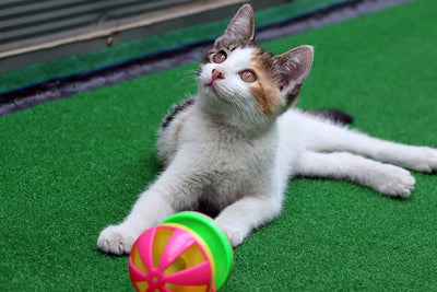 Keep Your Feline Friend Entertained with These 8 Must-Have Cat Toys