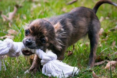 5 Fun and Easy DIY Pet Toys for Your Furry Friend