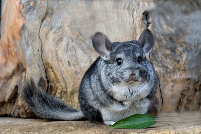 What Cage is Best for a Chinchilla?