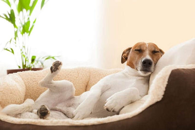 Do Dogs Really Need a Bed?