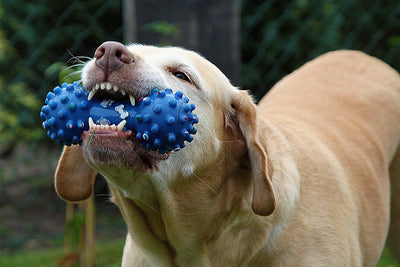 How to Stop A Dog From Chewing Everything