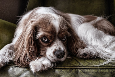 Delicious Treats for Allergic Dogs: Keeping Them Happy and Healthy 