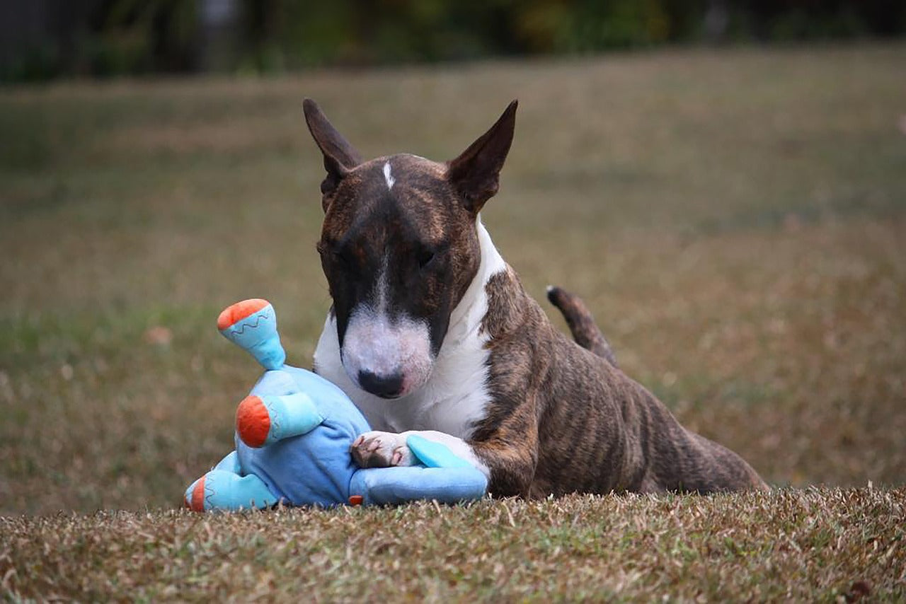 Kong Dog Toys for Aggressive Chewers