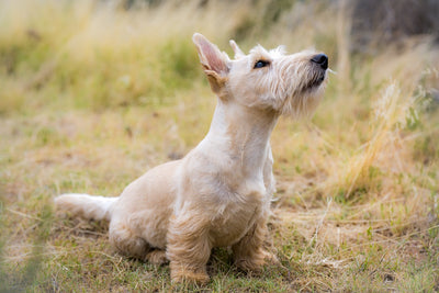 Exploring the Best Freeze Dried Dog Treats Brands