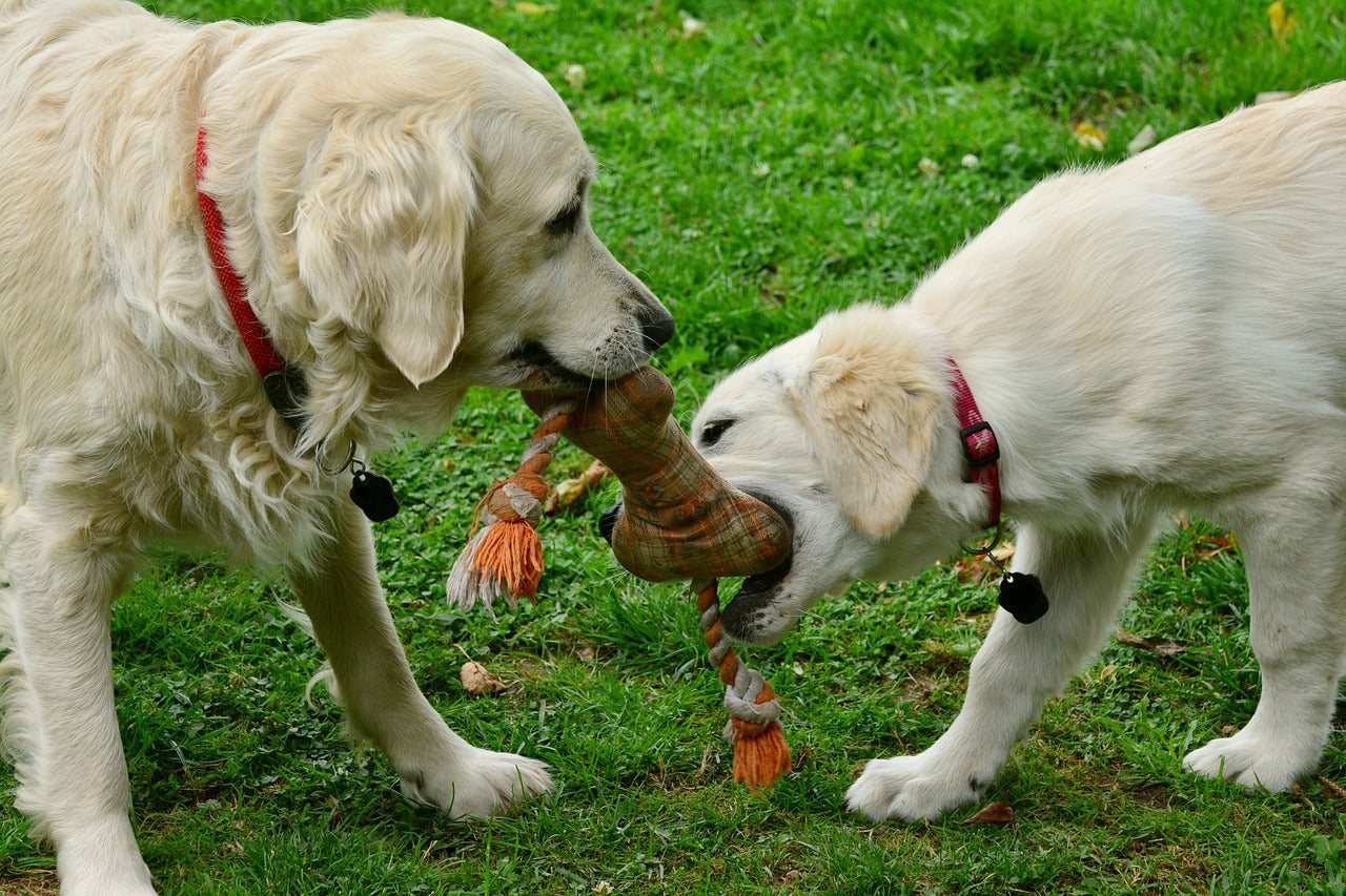 The Importance of Dog Toys: Keeping Your Canine Friend Happy and Healthy