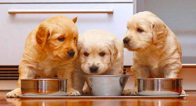 What is the Healthiest Food to Feed a Puppy?