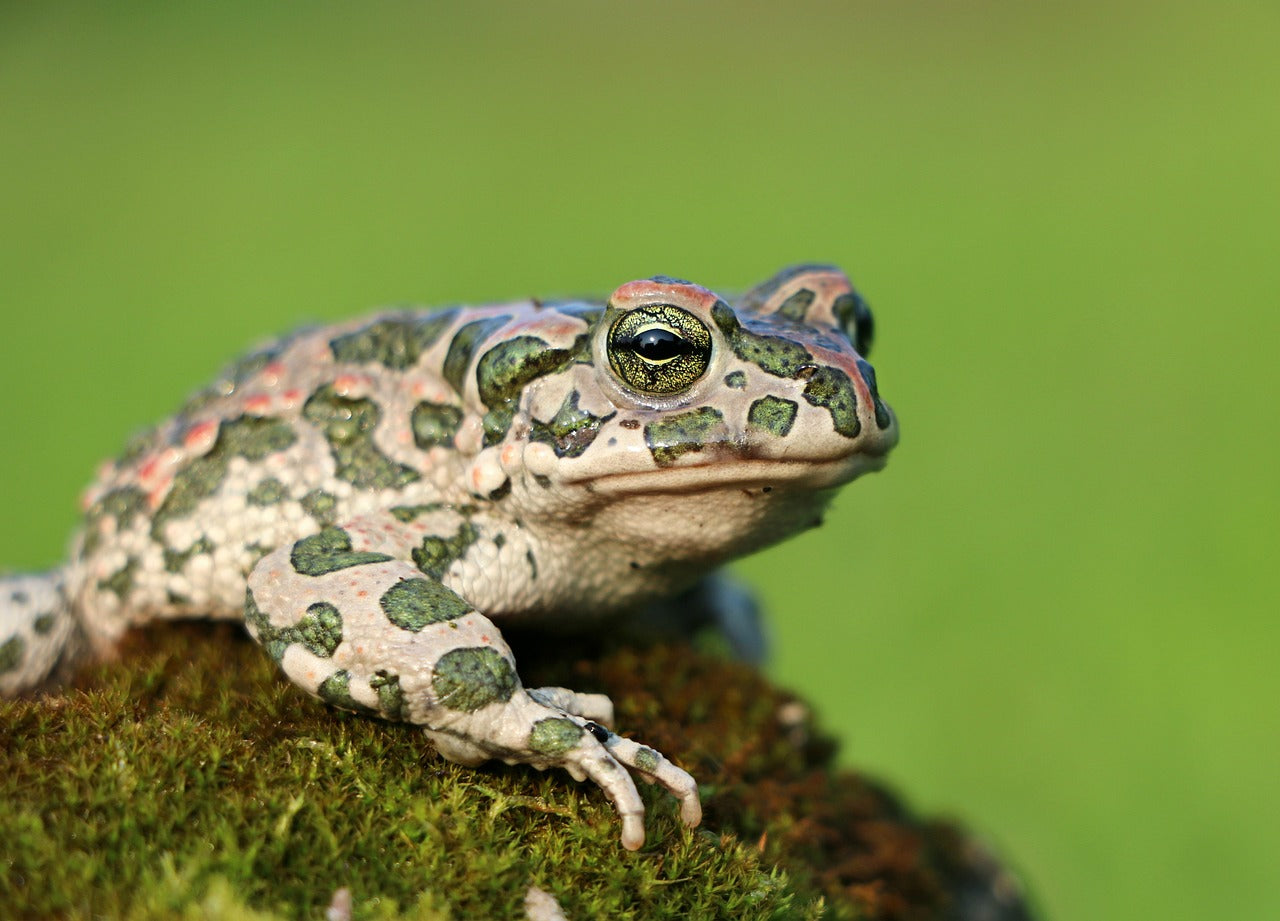 Are Frogs Reptiles? The Answer Might Surprise You