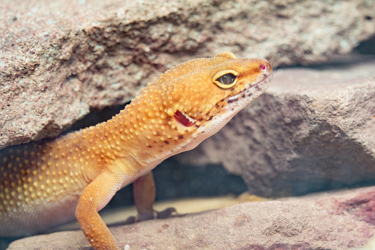 How Long Can Leopard Geckos Go Without Food?