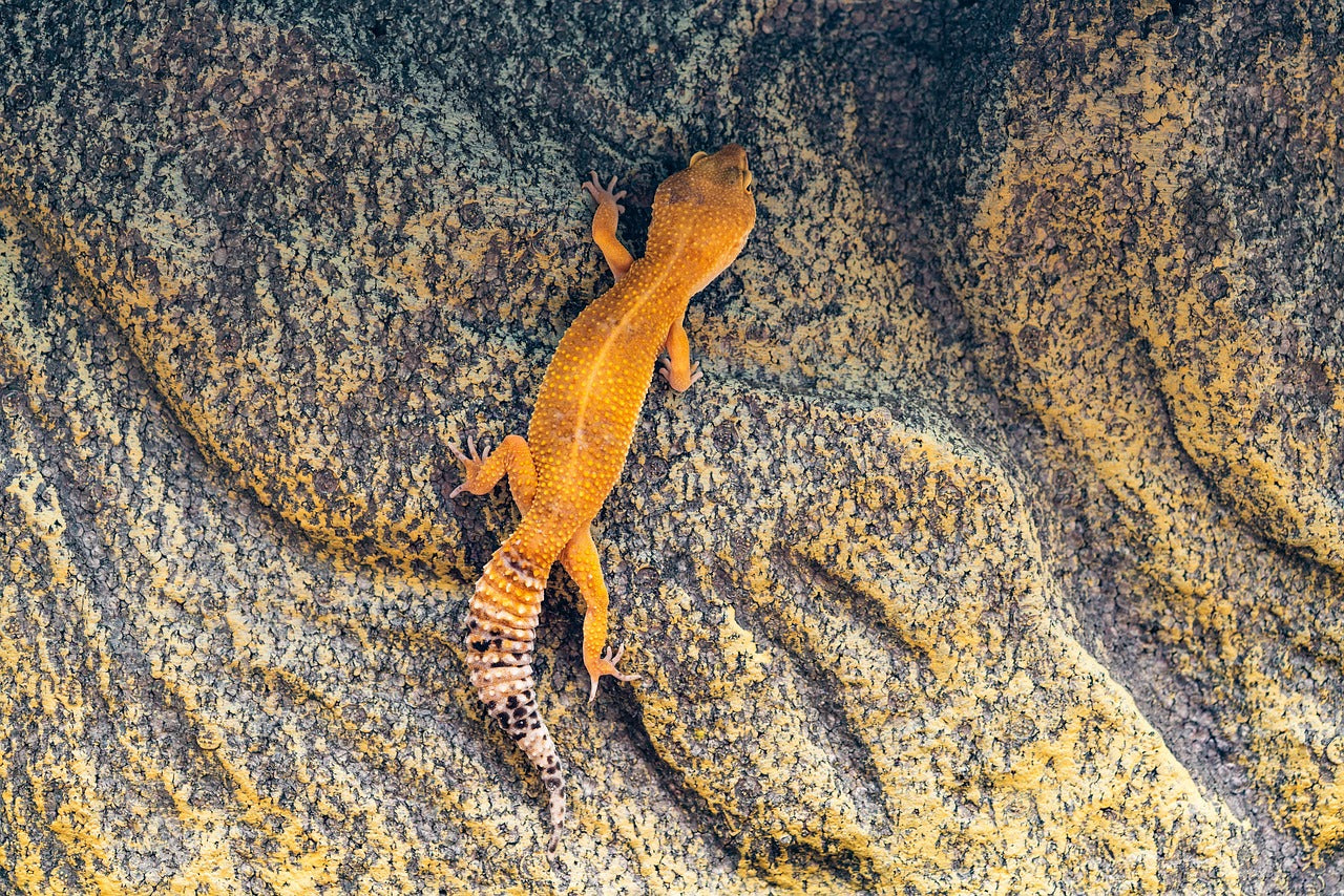 Shedding Light on the Best UVB Light for Your Leopard Gecko