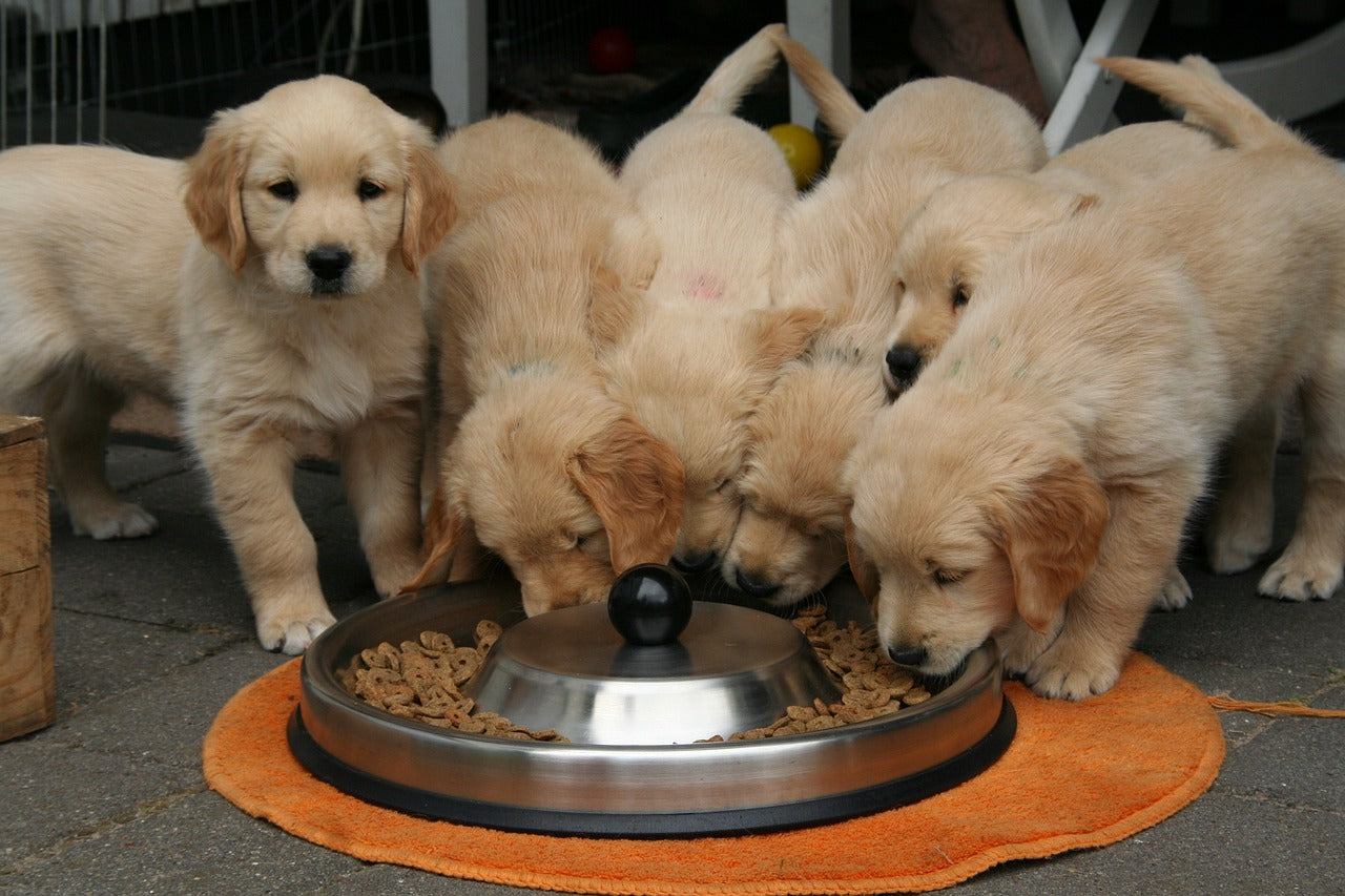 Dog Dehydrated Food