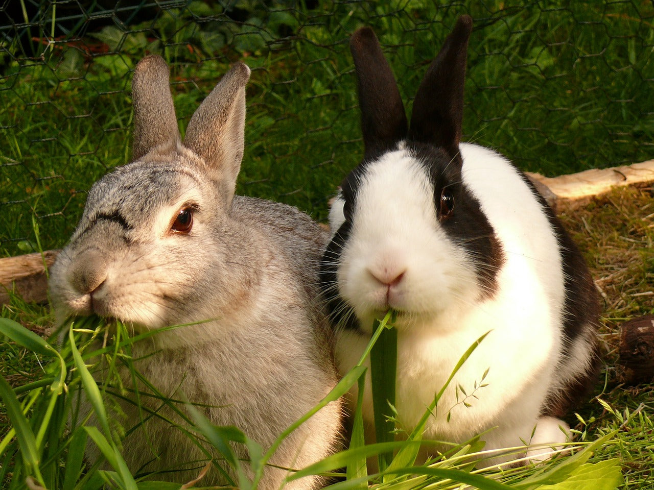 Rabbit Hutch