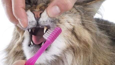 How Important is Cat Teeth Care