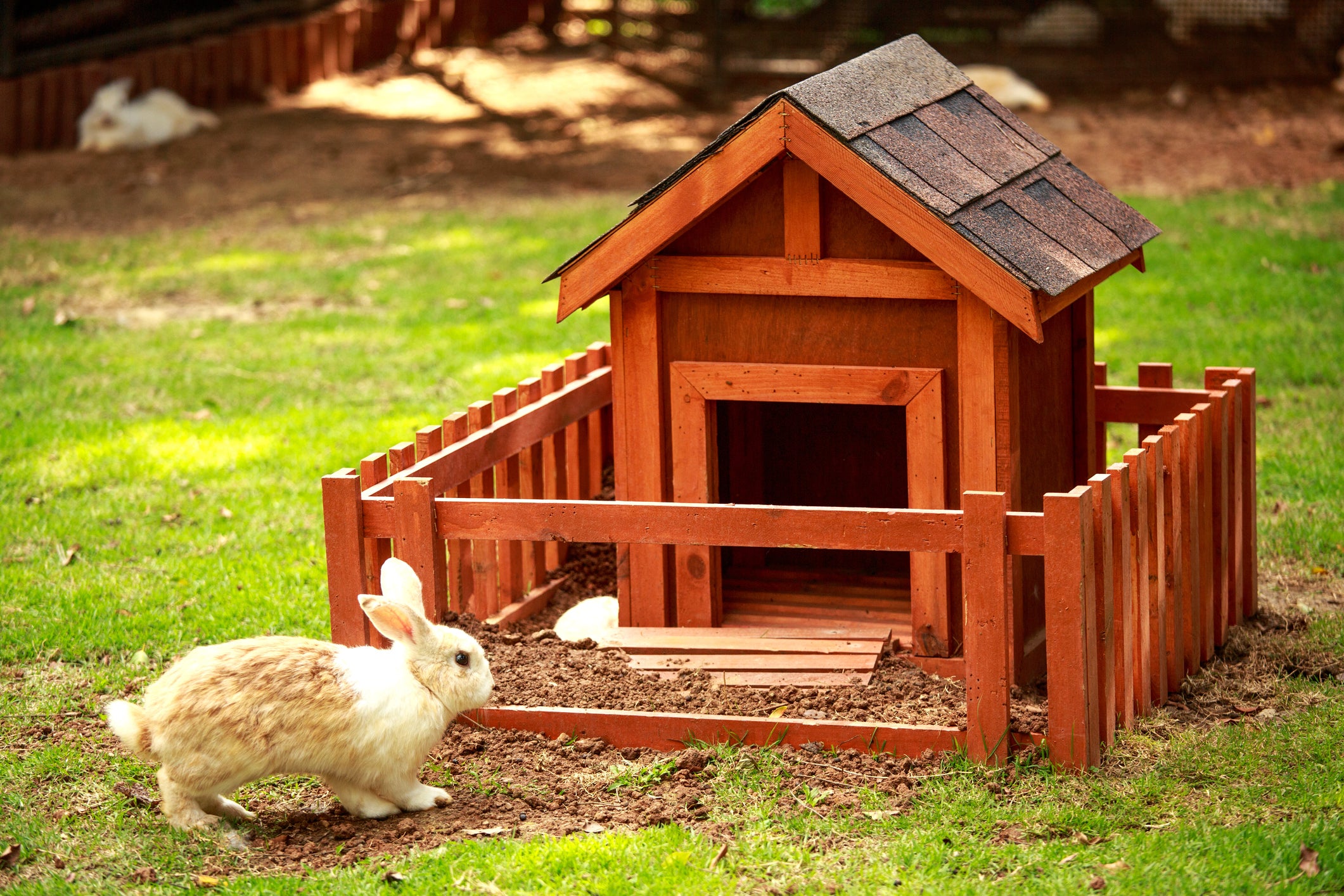 How Long Can I Keep My Bunny in a Cage?