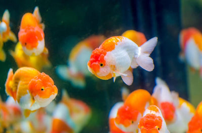 How often do you feed goldfish?