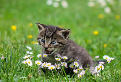 Is Open Farm a Good Cat Food Choice?