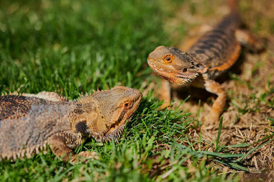 Essential-Diet-Tips-for-a-Healthy-Bearded-Dragon Talis Us