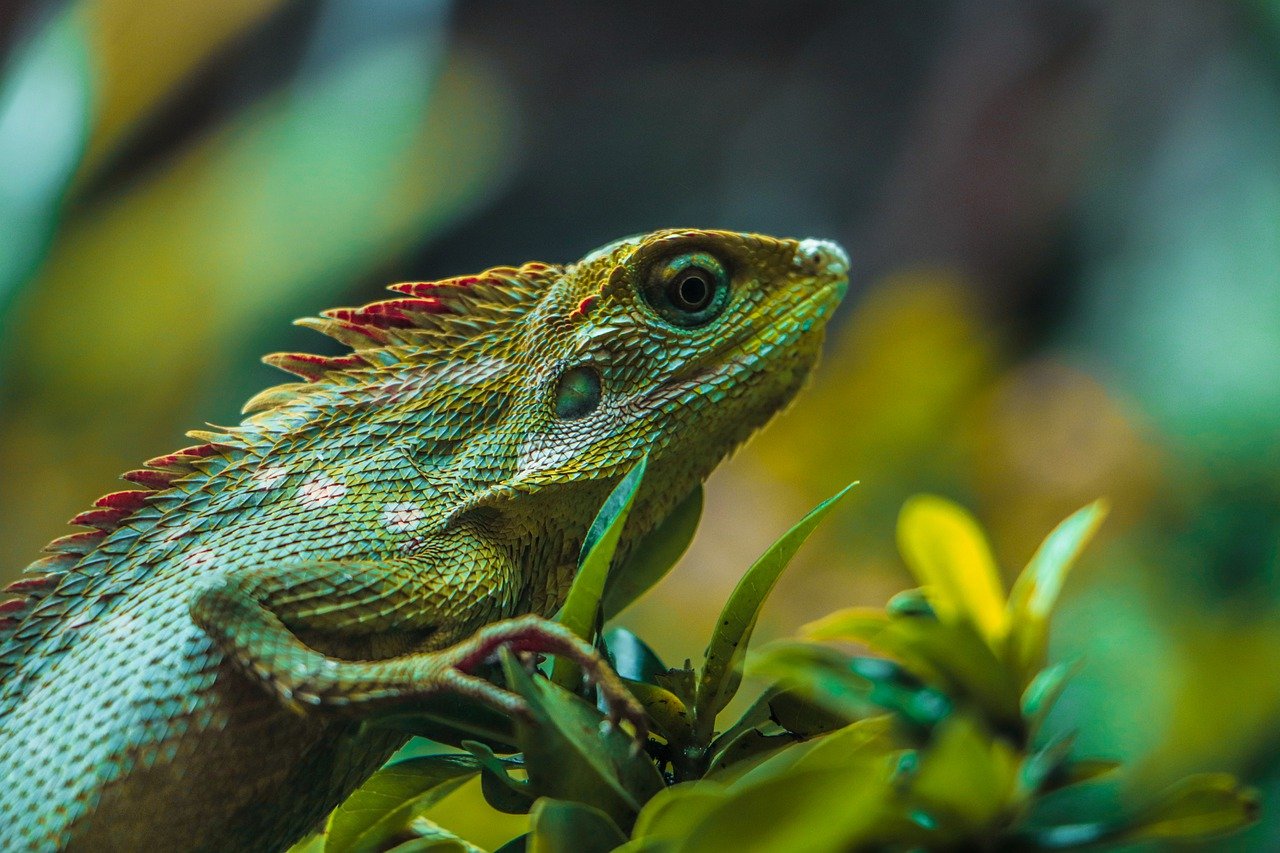 Shedding Light on the Importance of Proper Lighting for Lizards