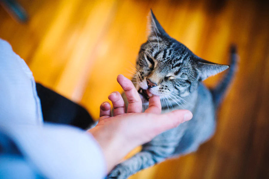 Freeze Dried Cat Treats 