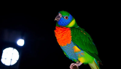 Do-Parakeets-Need-Light-at-Night Talis Us