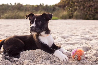 Puppy Playtime: 10 Toys Perfect for Your New Furry Friend