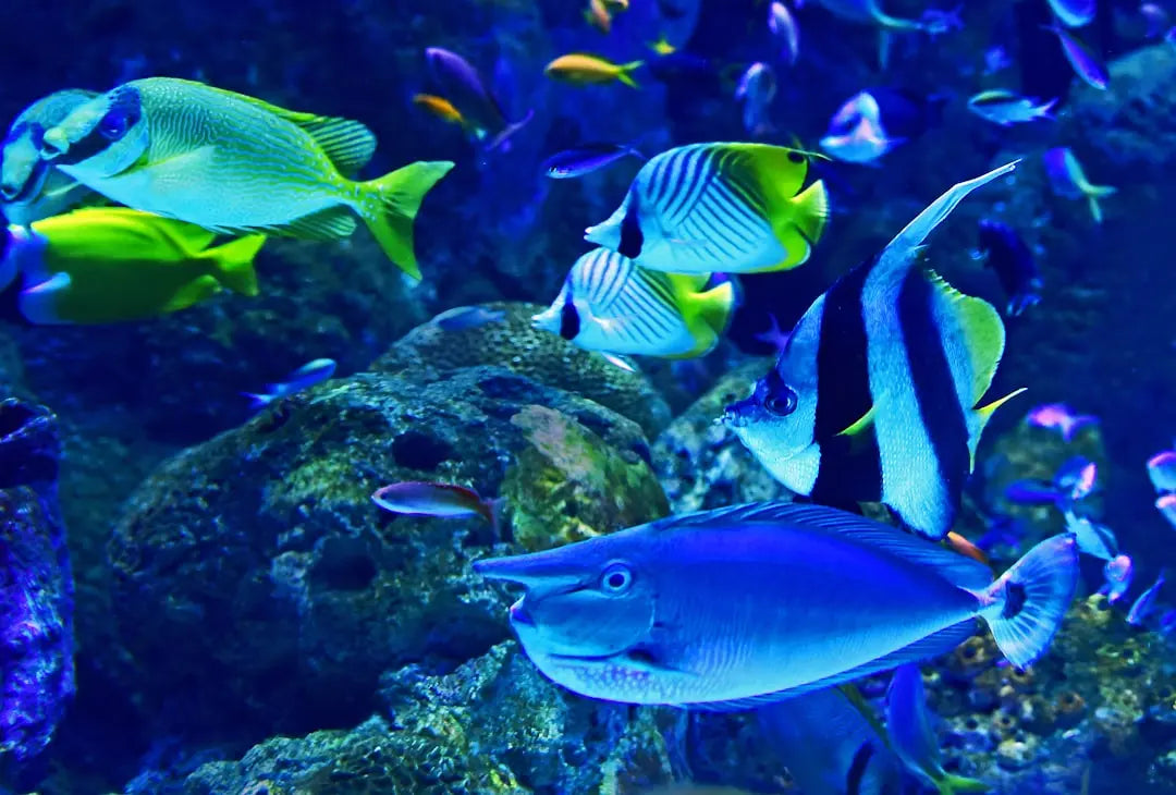 5 Must-Have Fish Supplies for Your Aquarium