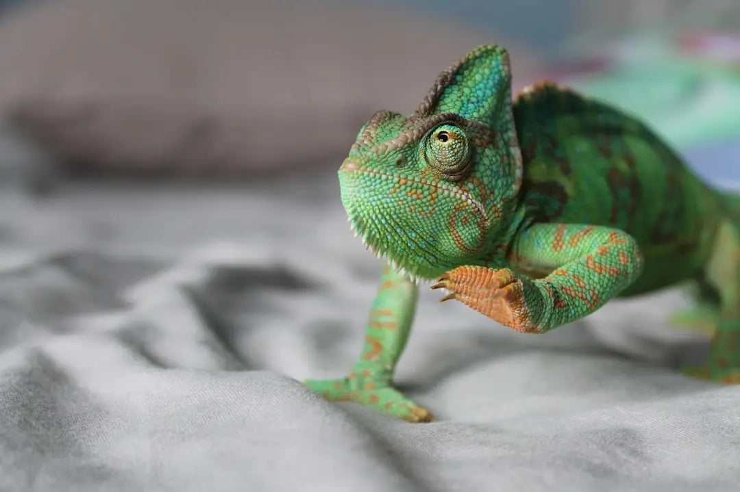 do chameleons need uvb light