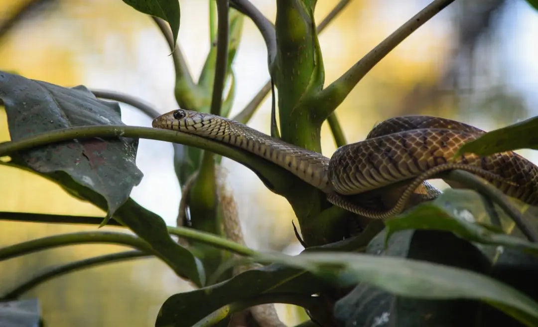 Tegu Lizard Food: A Guide to Feeding Your Tegu Lizard