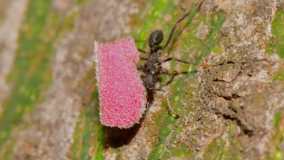 Ant Keeping: A Guide to Keeping Ants