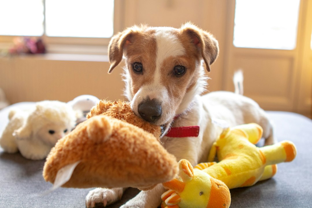 Unleashing Fun: The Best Bark Dog Toys for Every Type of Play