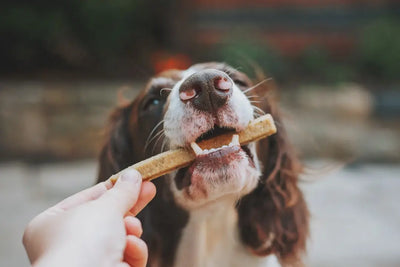 10 Chewy Dog Treats Your Pup Will Love